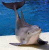 Дельфинарий Dolphin World (Египет, Хурада)