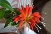 Комнатное растение Эсхинантус красивый