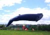 Фестиваль воздушных змеев "Пестрое Небо" (Москва, Музей-усадьба "Царицыно")