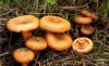 Грибы рыжики