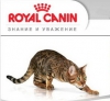 Корма для кошек Royal Canin