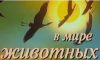 Передача "В мире животных"