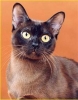 Порода "Бурманская кошка (бурмез)"