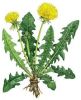 Растение Одуванчик