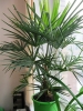 Растение Трахикарпус