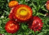 Цветок Гелихризум