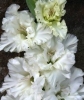 Цветок Гладиолус "Зимняя стужа"