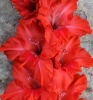 Цветок Гладиолус "Знаменосец"