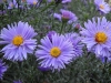 Цветы садовые "Сентябрики"