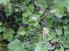 Растение Сибирский виноград