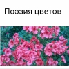 Выставка "Поэзия цветов" в Главном Ботаническом саду им. Цицина (Москва )