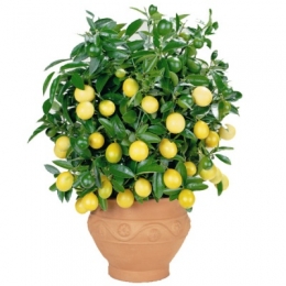 Декоративное лимонное дерево