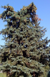 Дерево "Голубая ель"