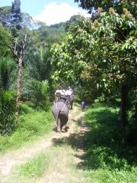 Экскурсия на слонах (Таиланд)