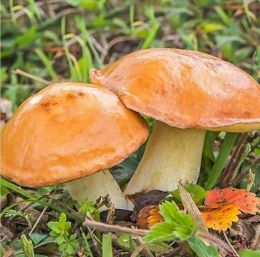 Грибы маслята