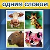 Игра "Одним словом" Вконтакте