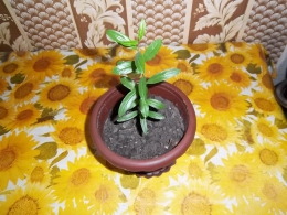 Растение Гранат комнатный
