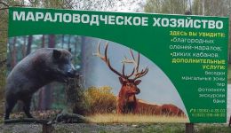 Мараловодческое хозяйство "Медвежья радость" (Россия, Челябинская область)