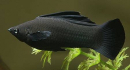 Аквариумная рыбка Моллинезия