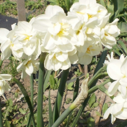 Цветы Нарциссы многоцветковые