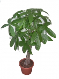Растение Пахира