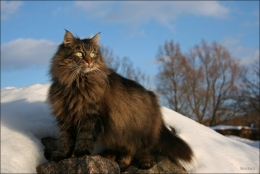 Порода "Норвежская лесная кошка"
