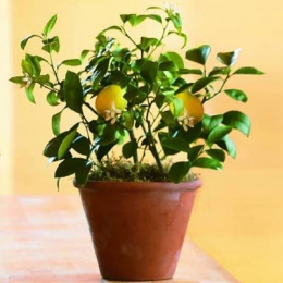 Растение Лимон