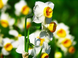 Растение Нарцисс