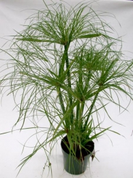 Растение Папирус