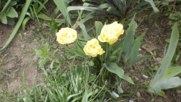 Цветок тюльпан "Mon Amour"