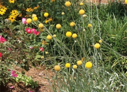 Садовый цветок Краспедия шаровидная