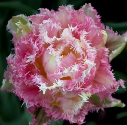 Садовый цветок тюльпан "Кул Кристал"