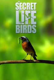 Сериал "Тайная жизнь птиц"