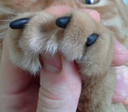 Силиконовые накладки на когти для кошек "Sweetie Pet" Anleo