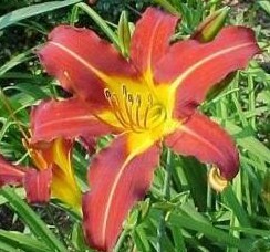 Цветок Лилейник гибридный "Отумн Ред"