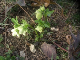 Цветок Морозник кавказский