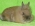 Декоративный кролик породы "Львиная головка"