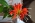 Комнатное растение Эсхинантус красивый