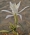 Растение Исмене (Перуанский нарцисс)