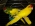 Новозеландский попугай (какарик)