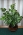 Растение Педилантус титималоидный