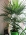 Растение Трахикарпус