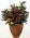 Комнатное растение Солянум