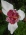 Цветок Тигридия