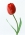 Цветок Тюльпан