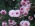 Цветы садовые Хризантемы "Дубки"