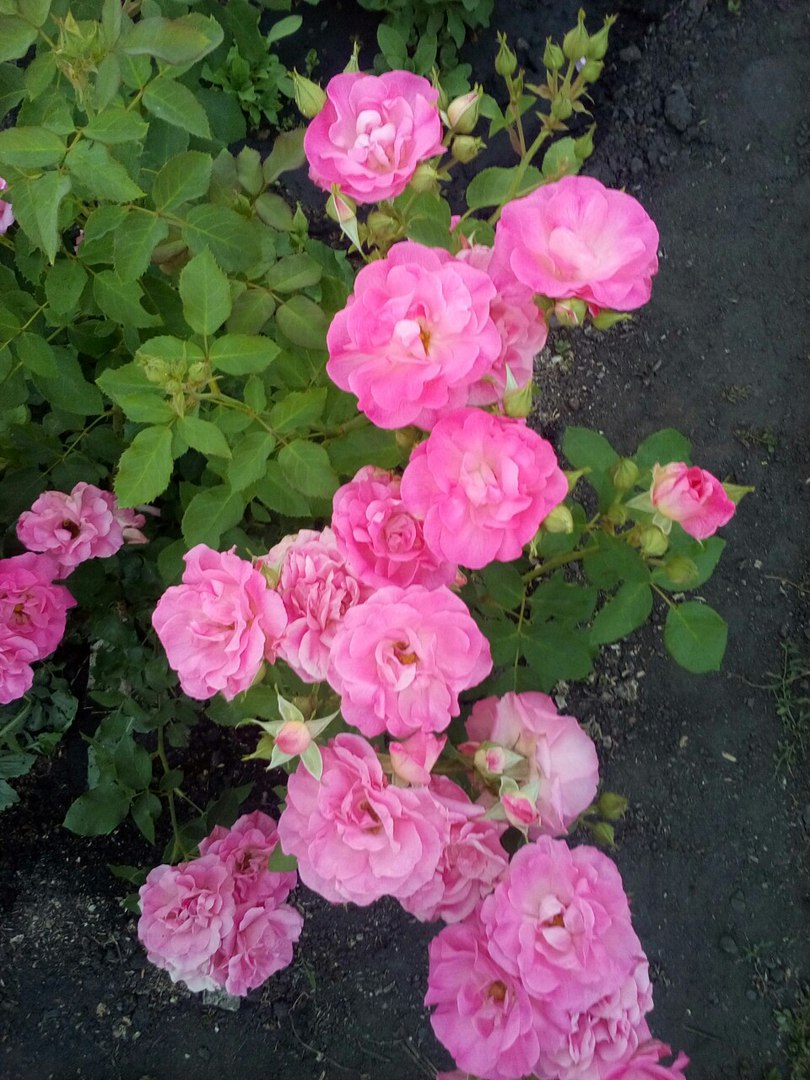 Кимоно роза флорибунда описание