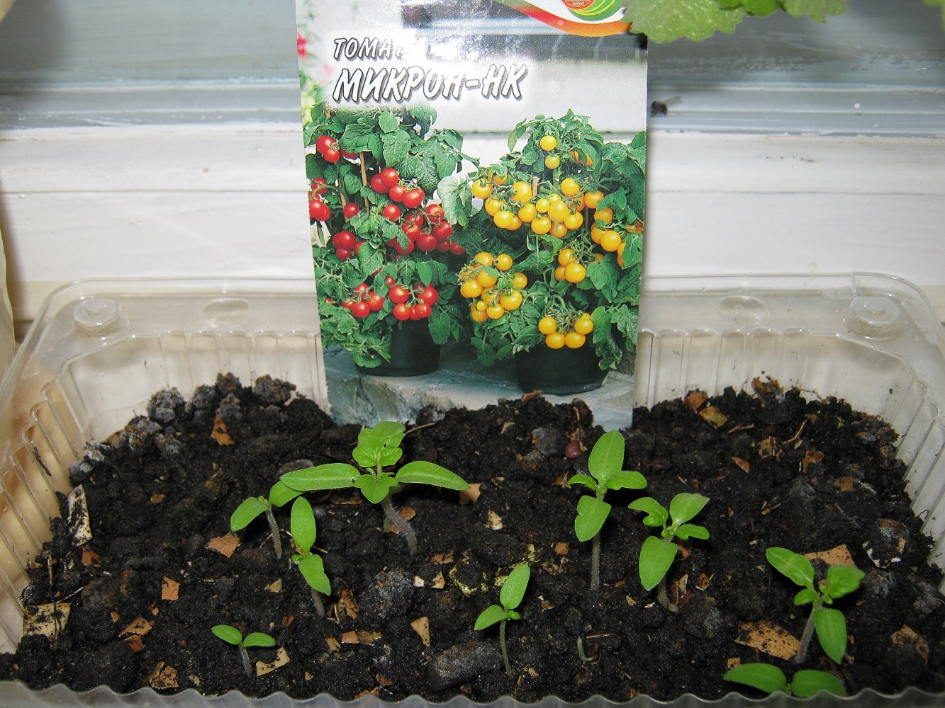 Выращивание томатов из семян в домашних. Рассада томатов черри. Томат микрон-НК. Помидоры черри высадка рассады. Ростки помидоров черри.