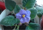 Цветок Узамбарская фиалка "Голубая лагуна" - нежный и красивый