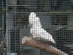 Коулун парк в Гонконге - белый попугай